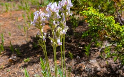 Where to See Wildflowers Around the RFV
