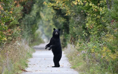 Keeping Bears (and Neighbors) Safe in the RFV